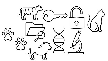 Big_Cats_Section